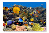 Coral And Fish 24 po x 36 po : Cadre d'art mural et panneau de tissu