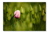 Pink Tulip Blooming 28 po x 42 po : Oeuvre d’art murale en panneau de tissu sans cadre