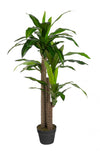 Dracaena artificiel de 49 po en pot noir