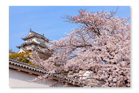 Pink Cherry Blossoms Flower With Japan Castle 16 po x 24 po : Cadre d'art mural et panneau de tissu