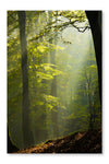 Autumn Forest In The Mist 24 po x 36 po : Cadre d'art mural et panneau de tissu
