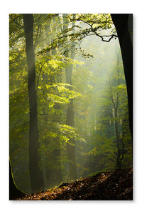 Autumn Forest In The Mist 24 po x 36 po : Cadre d'art mural et panneau de tissu