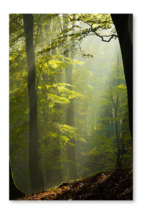Autumn Forest In The Mist 24 po x 36 po : Cadre d'art mural et panneau de tissu