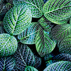 Œuvre d’art murale Giant Art « Leaf Viii » 54 x 54