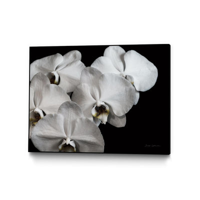 "White Orchid Ii" Canvas Framed Black 32x24 Wall Art