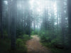 Œuvre d’art murale Giant Art « Lindsten - The Forest Of Secrets » 72 x 54