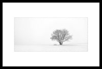 Photographie encadrée d’un arbre en hiver - 30 po x 20 po
