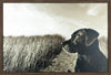 Œuvre d’art encadrée au fini laminé « Farm Dog » - 25,5 po x 37,5 po
