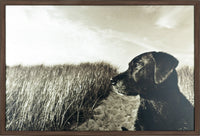 Œuvre d’art encadrée au fini laminé « Farm Dog » - 25,5 po x 37,5 po