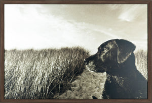 Œuvre d’art encadrée au fini laminé « Farm Dog » - 25,5 po x 37,5 po