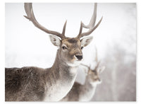  Œuvre d’art encadrée « Deer » avec fini stuc - 27 po x 35 po