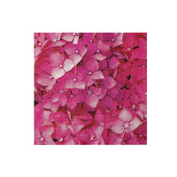 Paquet de 20 grandes serviettes de table à 3 épaisseurs ornées d’hydrangée rose - ensemble de 6 paquets