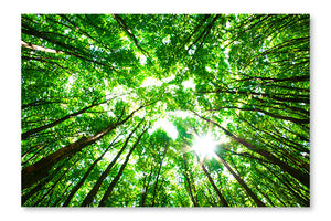  Green Forest 2 28 po x 42 po : Cadre d'art mural et panneau de tissu
