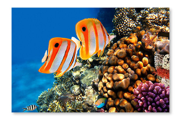 Coral Reef  Copperband Butterflyfish 28x42 Wall Art Fabric Panel Without Frame
