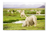 Alpacas, Peru 24 po x 36 po : Oeuvre d’art murale en panneau de tissu sans cadre