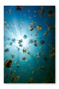  Endemic Golden Jellyfish 16 po x 24 po : Cadre d'art mural et panneau de tissu
