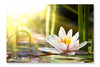  Water Lily 2 24 po x 36 po : Cadre d'art mural et panneau de tissu