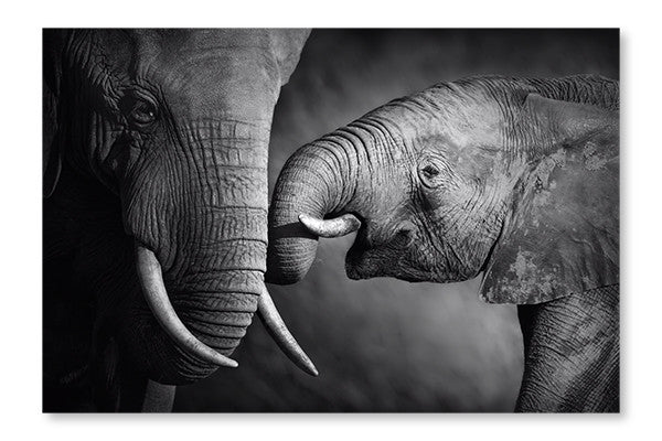  Elephant Affection 28 po x 42 po : Cadre d'art mural et panneau de tissu