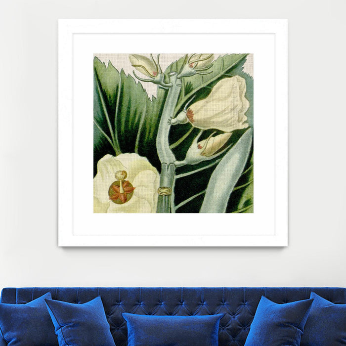 Œuvre d’art murale encadrée blanche et mate « Cropped Turpin Tropicals Iii » 30 x 30