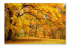 Autumn/Gold Trees in A Park 16 po x 24 po : Oeuvre d’art murale en panneau de tissu sans cadre