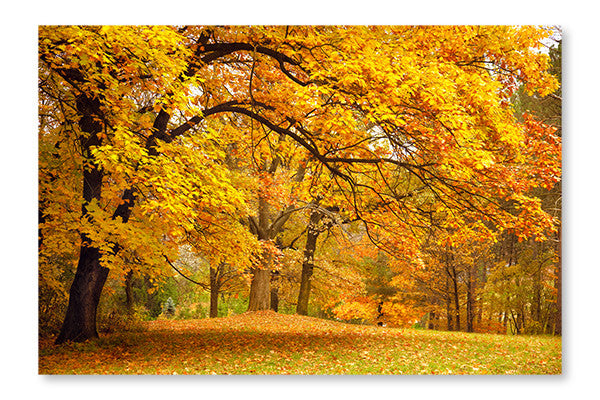 Autumn/Gold Trees in A Park 16x24 Wall Art Fabric Panel Without Frame