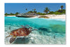  Caribbean Sea Scenery With Green Turtle 24 po x 36 po : Cadre d'art mural et panneau de tissu