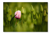 Pink Tulip Blooming 28 po x 42 po : Oeuvre d’art murale en panneau de tissu sans cadre