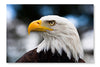  Eagle Close-up 24 po x 36 po : Cadre d'art mural et panneau de tissu