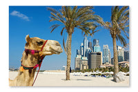  Camel At The Urban Building Background Of Dubai 24 po x 36 po : Cadre d'art mural et panneau de tissu