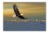  Bald Eagle Flying Above The Clouds 16 po x 24 po : Cadre d'art mural et panneau de tissu
