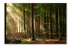  Autumn Forest Trees 28 po x 42 po : Cadre d'art mural et panneau de tissu