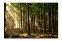  Autumn Forest Trees 28 po x 42 po : Cadre d'art mural et panneau de tissu