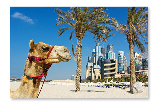 Camel At The Urban Building Background of Dubai 24x36 Wall Art Fabric Panel Without Frame
