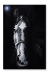  Horse Staring 16 po x 24 po : Cadre d'art mural et panneau de tissu