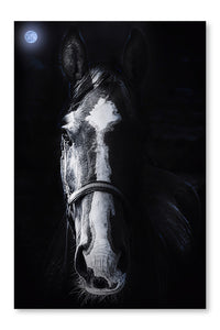  Horse Staring 16 po x 24 po : Cadre d'art mural et panneau de tissu