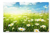  Field Of Daisy Flowers 24 po x 36 po : Cadre d'art mural et panneau de tissu
