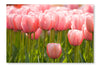 A Field of Pink Tulips 16 po x 24 po : Oeuvre d’art murale en panneau de tissu sans cadre