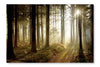  Forest Path At Sunset 16 po x 24 po : Cadre d'art mural et panneau de tissu