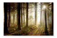  Forest Path At Sunset 16 po x 24 po : Cadre d'art mural et panneau de tissu