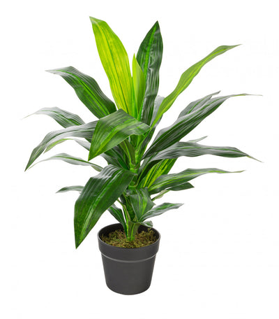 Artificial 25" Dracaena In Black Pot 