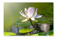  Water Lily Flower 28 po x 42 po : Cadre d'art mural et panneau de tissu
