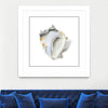 "Seafoam Shell" Matted and Framed White 30x30 Wall Art