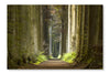 Nature Pathway 28 po x 42 po : Oeuvre d’art murale en panneau de tissu sans cadre