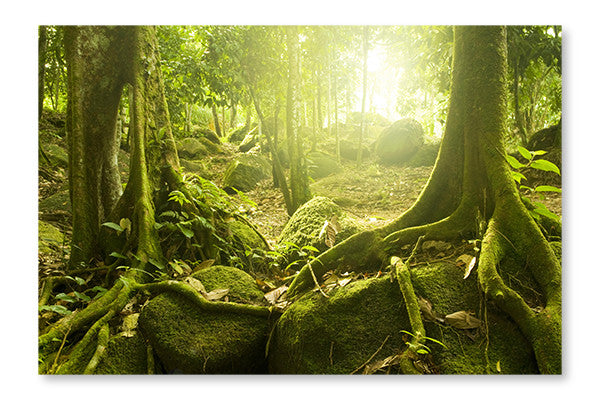  Green Forest 28 po x 42 po : Cadre d'art mural et panneau de tissu