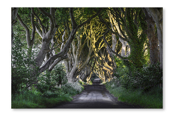  The Dark Hedges 28 po x 42 po : Cadre d'art mural et panneau de tissu
