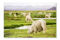 Alpacas, Peru 28 po x 42 po : Cadre d'art mural et panneau de tissu