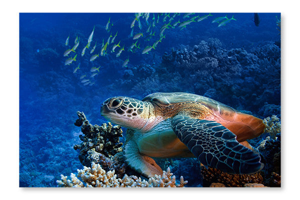 Big Sea Turtle Underwater 28x42 Wall Art Fabric Panel Without Frame