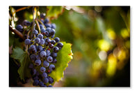  Large Bunch Of Red Wine Grapes 16 po x 24 po : Cadre d'art mural et panneau de tissu