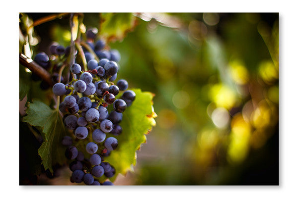  Large Bunch Of Red Wine Grapes 16 po x 24 po : Cadre d'art mural et panneau de tissu