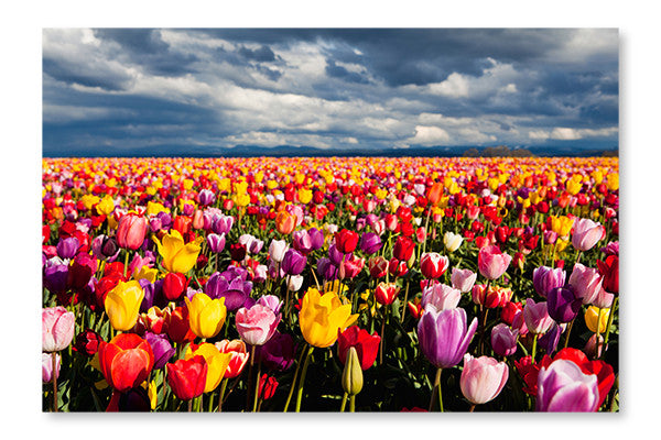 Field of Tulips 24x36 Wall Art Fabric Panel Without Frame